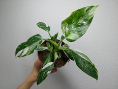 Philodendron White Princess
