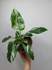 Philodendron White Princess