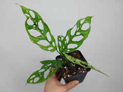 Monstera Obliqua Peru
