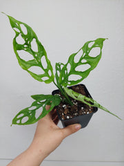 Monstera Obliqua Peru