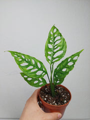 Monstera Obliqua Peru
