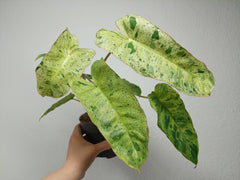 Philodendron Paraiso Verde