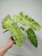 Philodendron Paraiso Verde