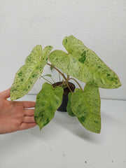 Philodendron Paraiso Verde