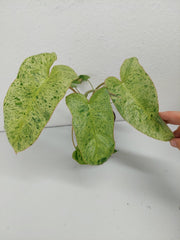 Philodendron Paraiso Verde