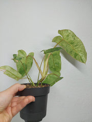 Philodendron Paraiso Verde