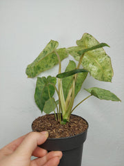 Philodendron Paraiso Verde