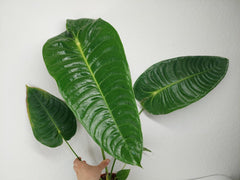 Anthurium Veitchii Narrow Form