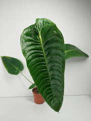 Anthurium Veitchii Narrow Form