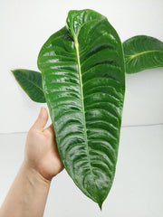Anthurium Veitchii Narrow Form