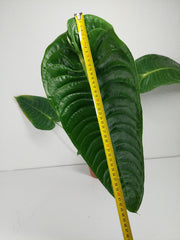Anthurium Veitchii Narrow Form