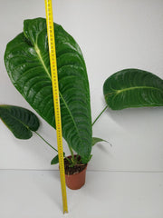 Anthurium Veitchii Narrow Form