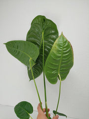 Anthurium Veitchii Narrow Form