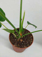 Anthurium Veitchii Narrow Form