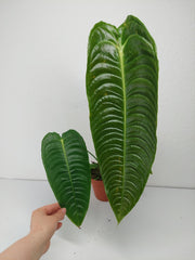 Anthurium Veitchii Narrow Form