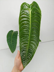 Anthurium Veitchii Narrow Form