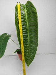 Anthurium Veitchii Narrow Form