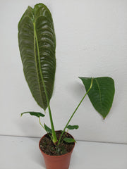 Anthurium Veitchii Narrow Form