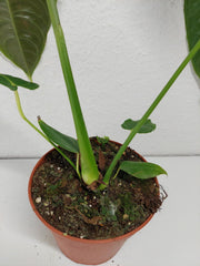 Anthurium Veitchii Narrow Form