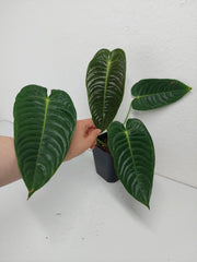 Anthurium Veitchii Narrow Form