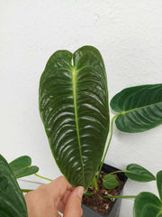 Anthurium Veitchii Narrow Form