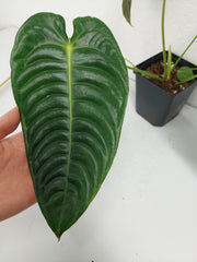 Anthurium Veitchii Narrow Form