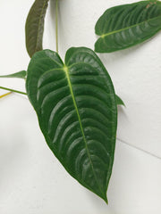 Anthurium Veitchii Narrow Form