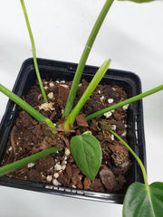 Anthurium Veitchii Narrow Form