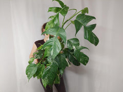 Epipremnum Pinnatum Variegata