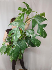 Epipremnum Pinnatum Variegata