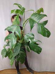 Epipremnum Pinnatum Variegata