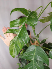 Epipremnum Pinnatum Variegata
