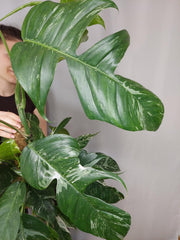 Epipremnum Pinnatum Variegata