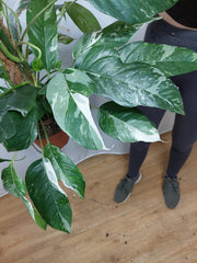 Epipremnum Pinnatum Variegata