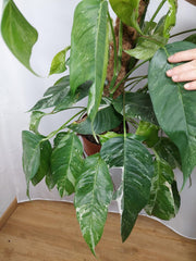 Epipremnum Pinnatum Variegata