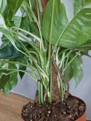 Epipremnum Pinnatum Variegata