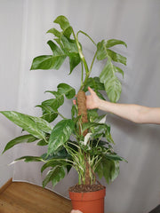 Epipremnum Pinnatum Variegata