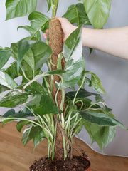 Epipremnum Pinnatum Variegata