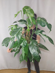 Epipremnum Pinnatum Variegata
