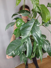 Epipremnum Pinnatum Variegata