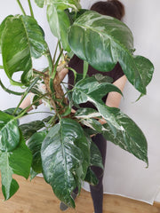 Epipremnum Pinnatum Variegata