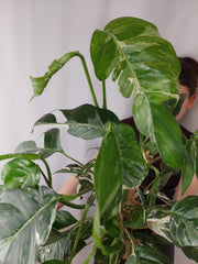 Epipremnum Pinnatum Variegata