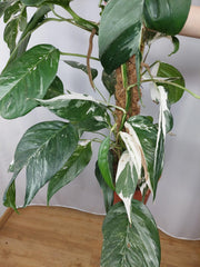 Epipremnum Pinnatum Variegata