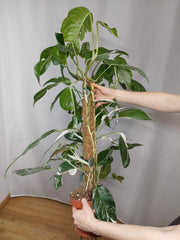 Epipremnum Pinnatum Variegata