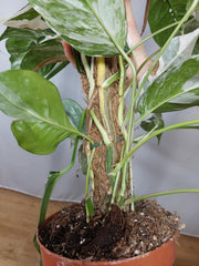 Epipremnum Pinnatum Variegata