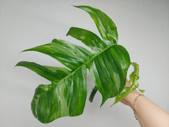 Epipremnum Pinnatum Variegata Steckling Adult