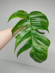 Epipremnum Pinnatum Variegata Steckling Adult