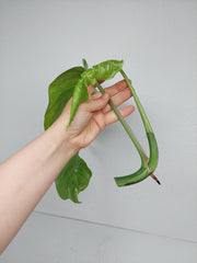 Epipremnum Pinnatum Variegata Steckling Adult