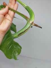 Epipremnum Pinnatum Variegata Steckling Adult