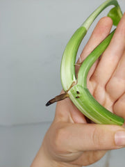 Epipremnum Pinnatum Variegata Steckling Adult